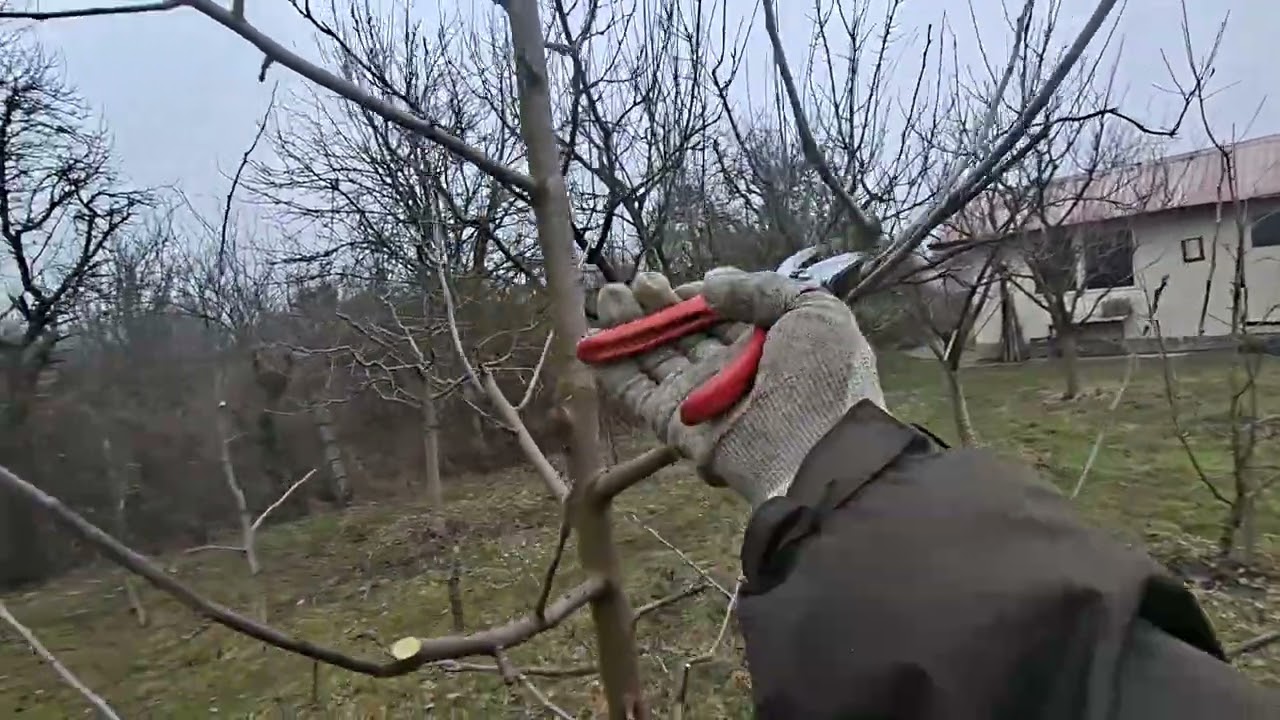 Taieri la mărul Red Velox