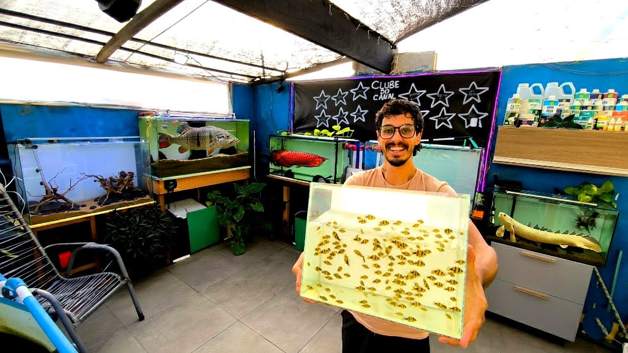 MEUS PEIXES TIVERAM DEZENAS DE BEBÊS E EU FIZ O PARTO!