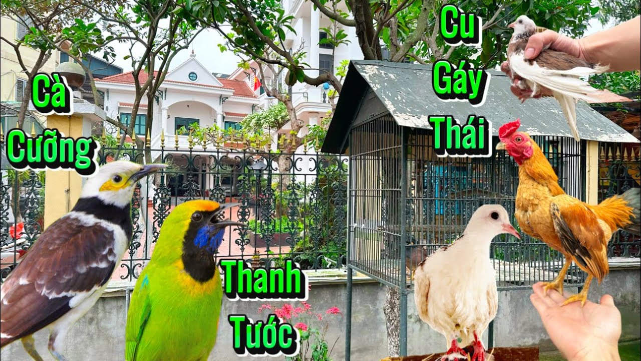 Nuôi thêm cặp CU GÁY THÁI sinh sản & Chia Tay chim CÀ CƯỠNG gắn bó 8 năm || Đạt Bird TV