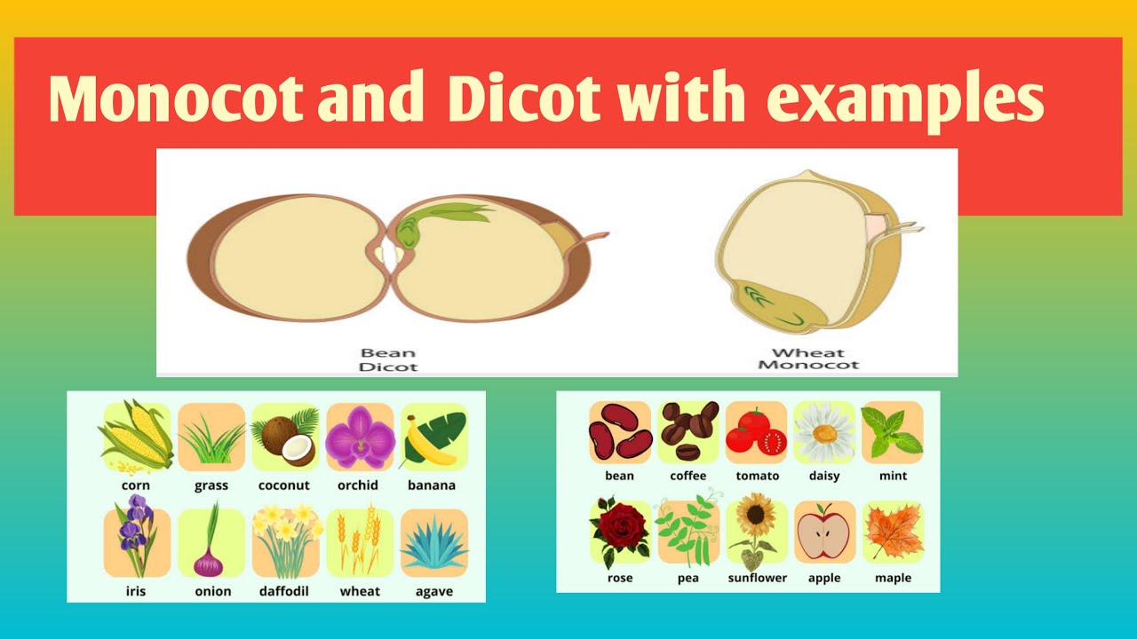 monocot and dicot with examples