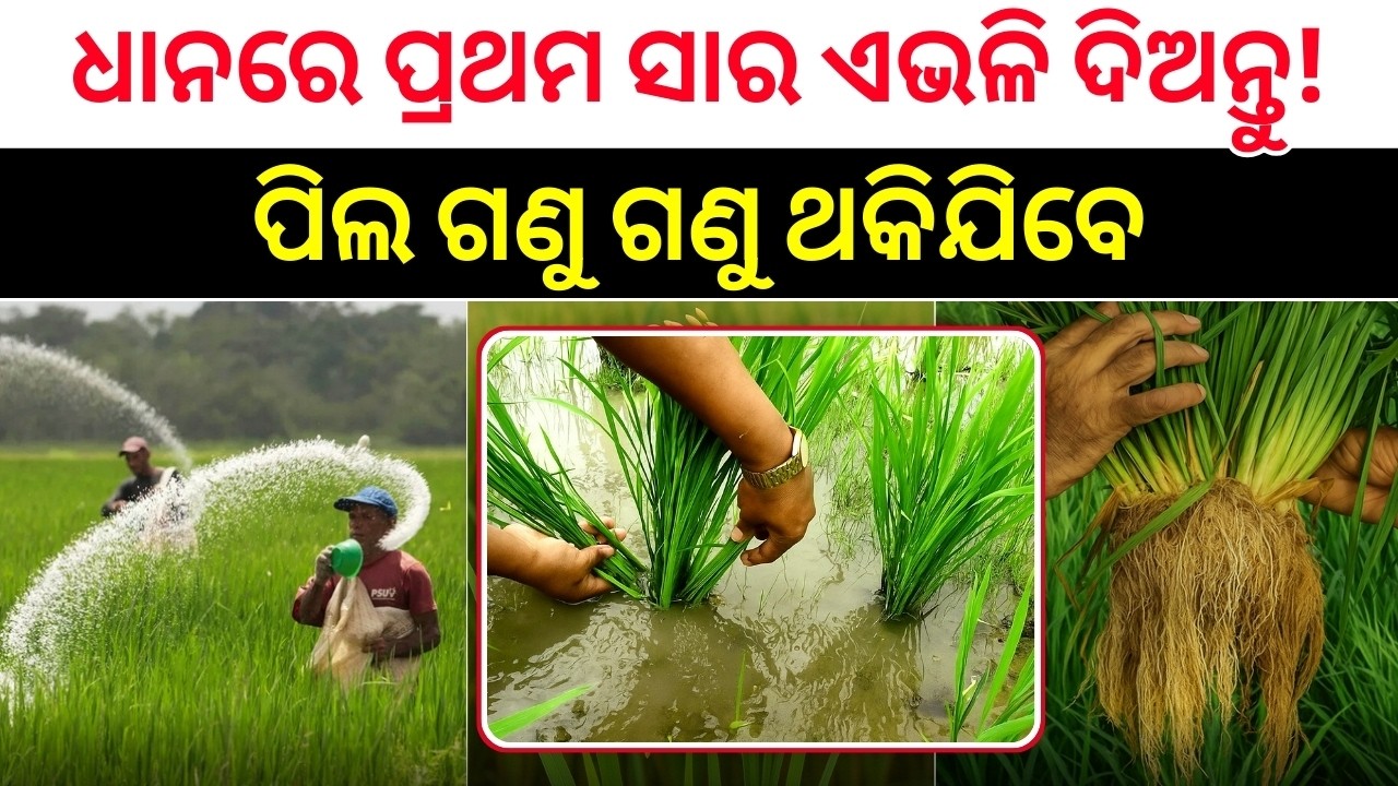 ଧାନ ଚାଷ ରେ ପ୍ରଥମ ଚମତ୍କାରୀ ସାର | Fertilizer in paddy farming | dhaana chasa | Paddy farming