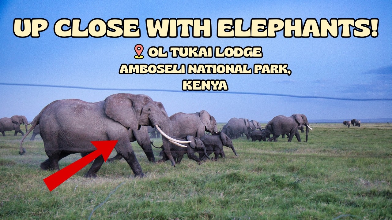 Up Close With Elephants! Amboseli National Park, Kenya | Ol Tukai Lodge