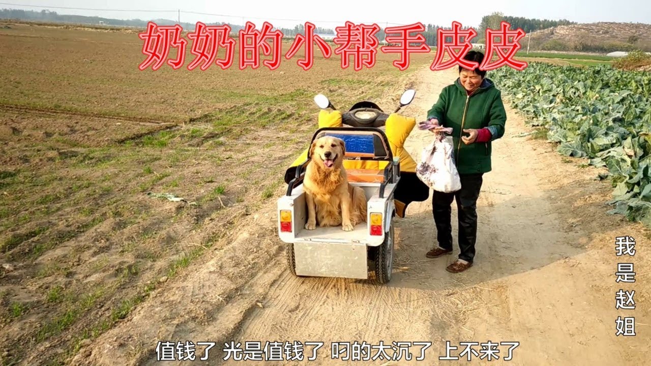 金毛叼菜上車，老闆說這狗狗值錢，農村婆婆說一萬都不賣，你說呢【我是趙姐】