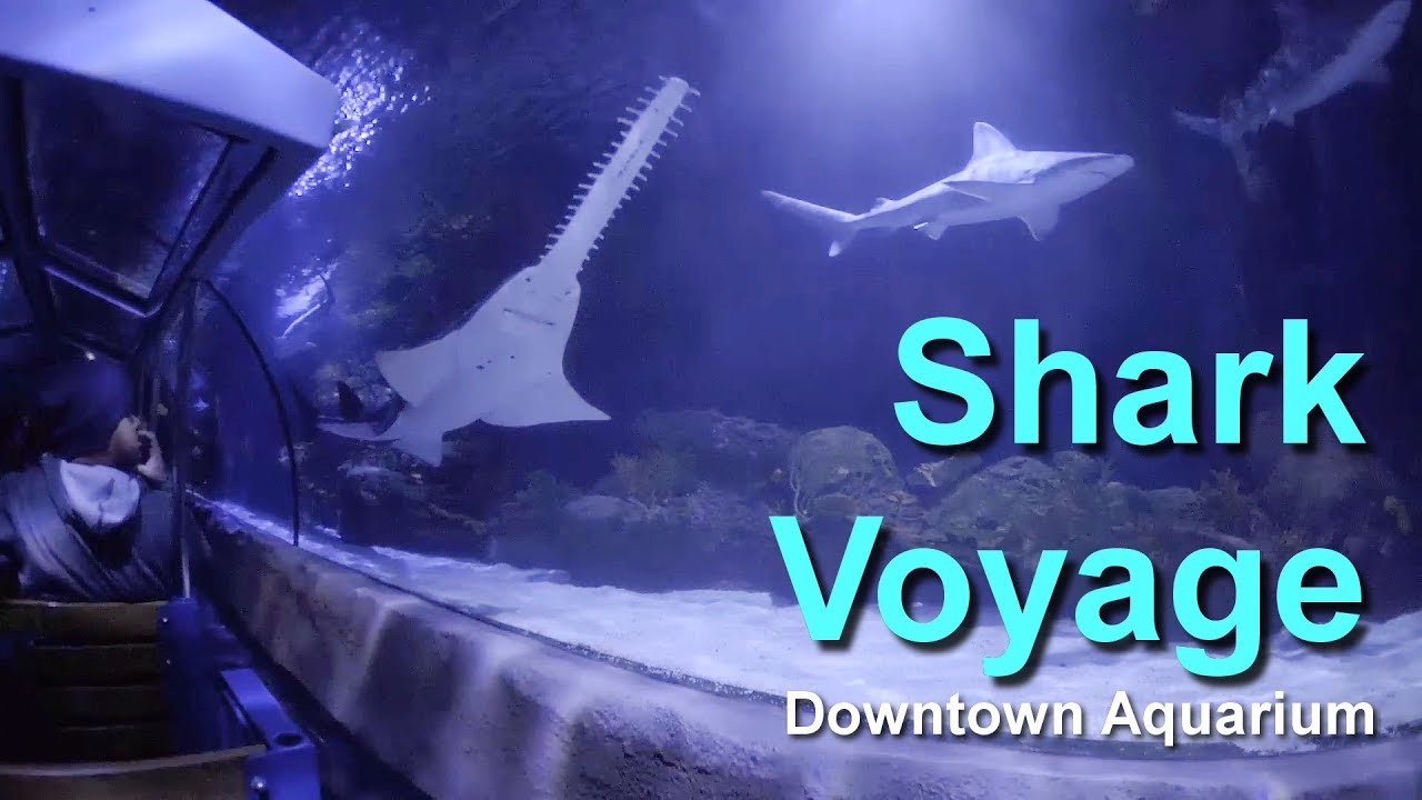 2017 Houston Downtown Aquarium Shark Voyage Train Ride On Ride Low Light HD POV