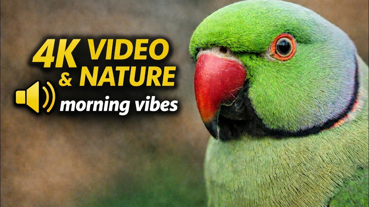 Jungle story || Peaceful Parrot Sounds | Morning Nature Vibes 🦜🌿 #birdsounds #parrotvideo  