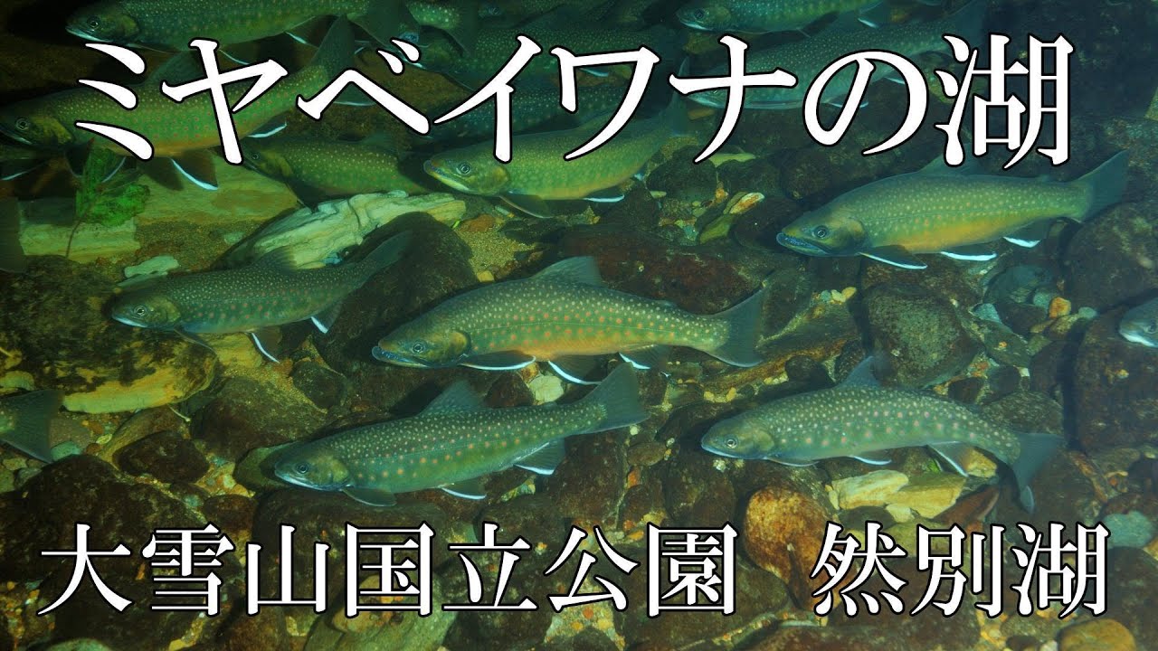 ミヤベイワナの湖　然別湖