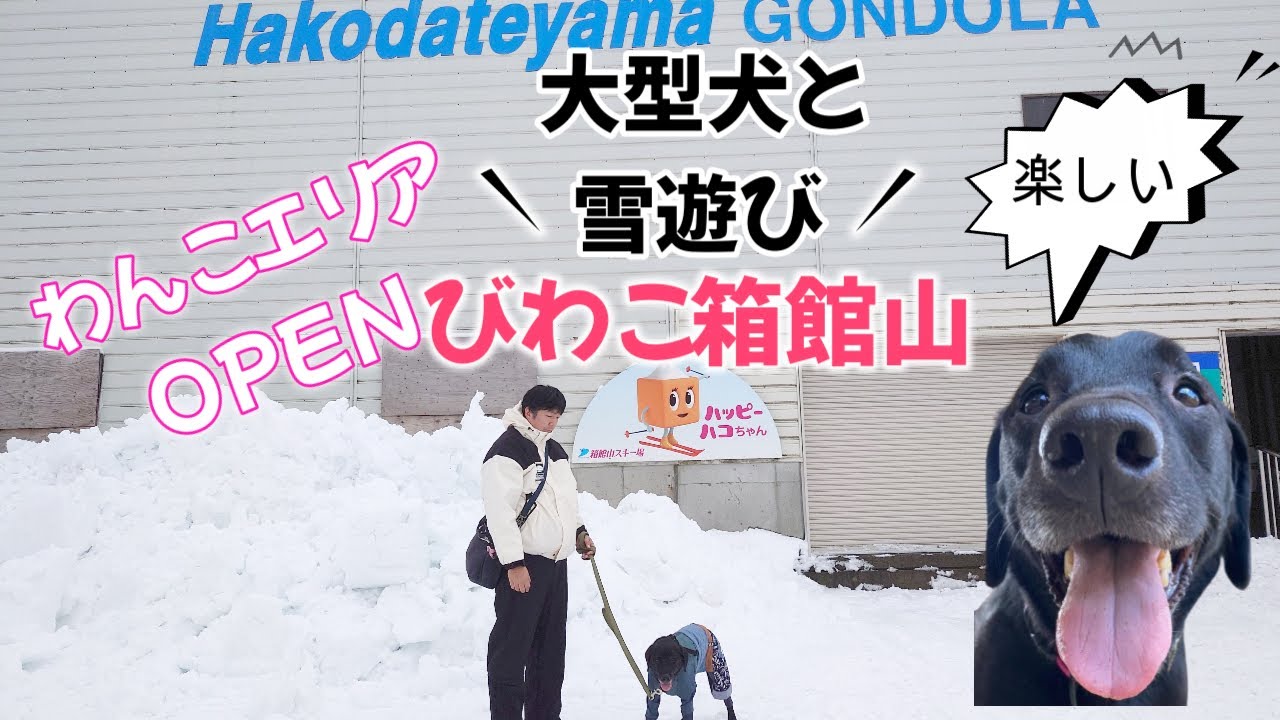 【びわこ箱館山スキー場のわんこエリア】大型犬とゴンドラ乗って雪遊び