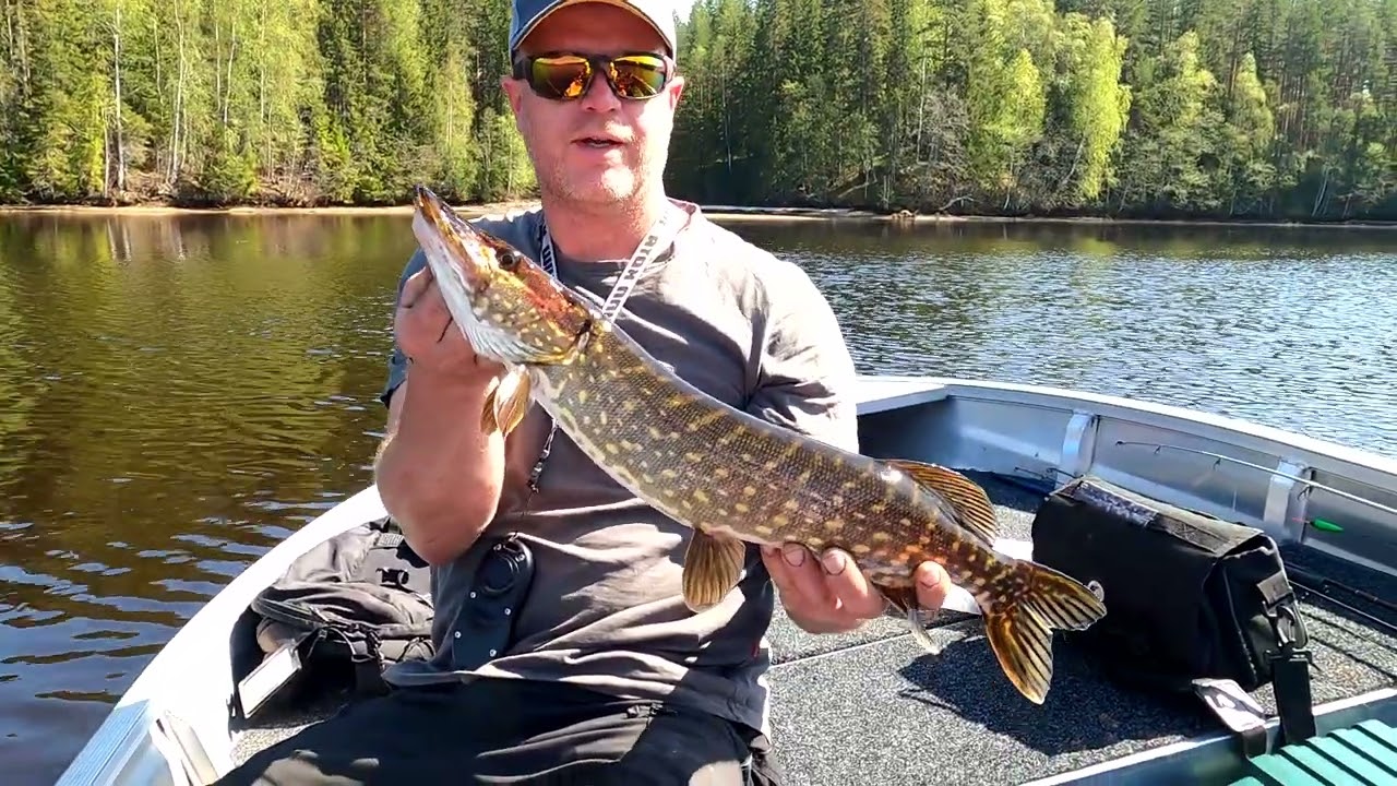 Vissen in Zweden! Björsarv camping !  River pike ! Snoek vissen!