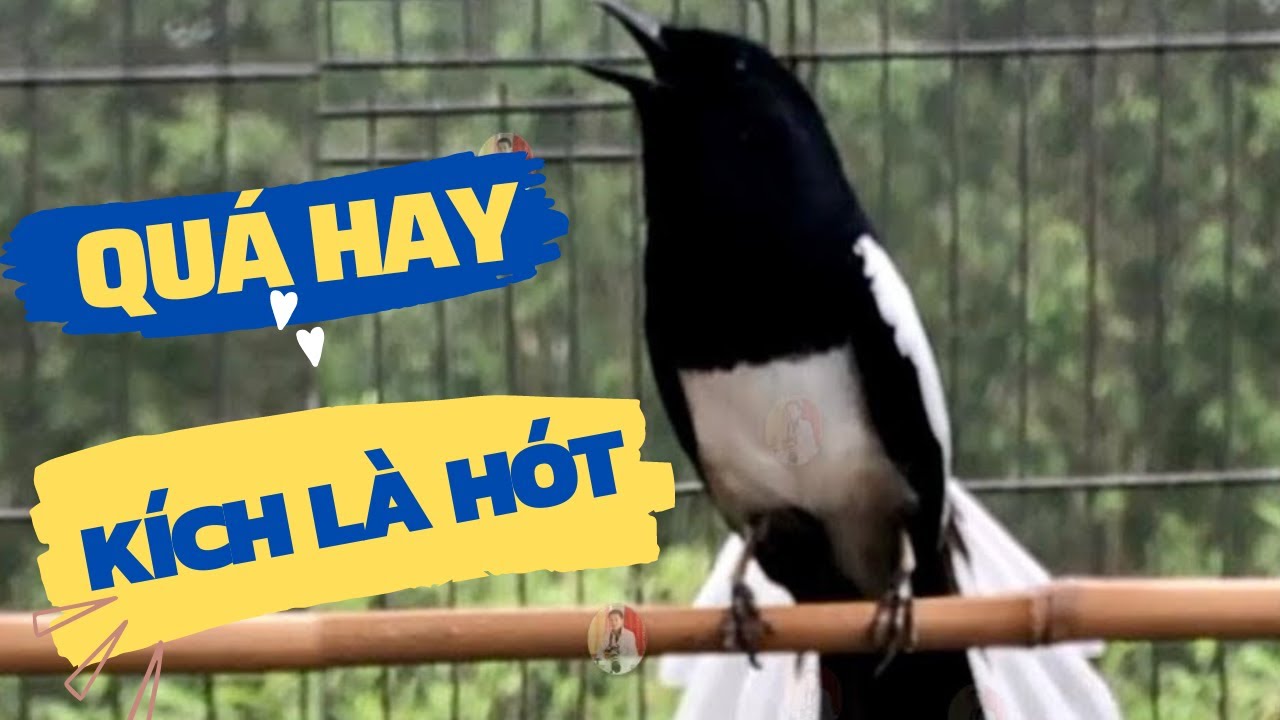 Ch&ograve;e Than H&oacute;t Chuẩn GIỌNG N&Uacute;I RỪNG || Luyện Cho&egrave; than H&Oacute;T HAY - K&iacute;ch Ch&ograve;e Than H&oacute;t Đấu | choe than