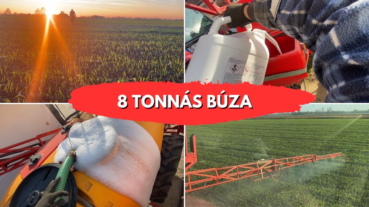 Cél a 8 Tonna! - Búza Őszi Alap Gyomirtás