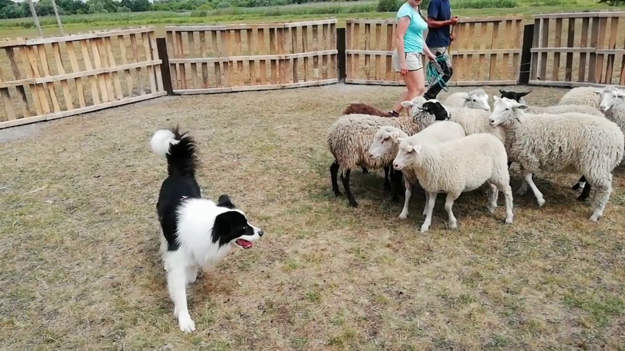 Border collie Roy Kaprizе (Herding: NHAT - excellent)