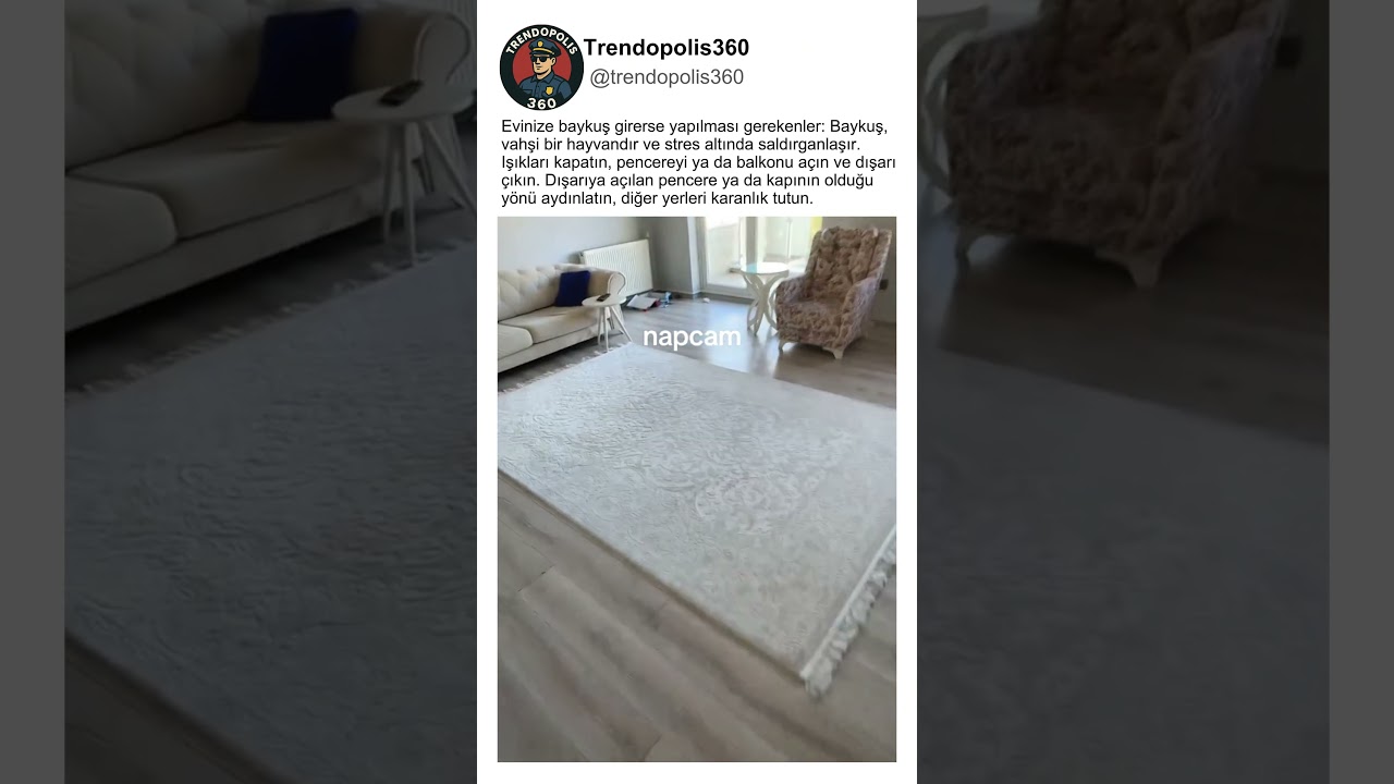 Eve Giren Baykuş Nasıl Çıkartılır🦉