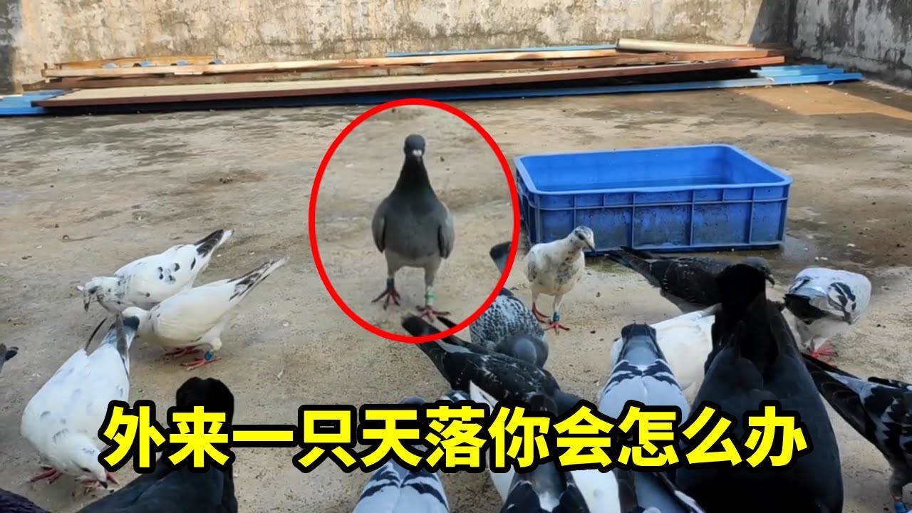 天落来了一只又一只，假如是你会抓起来养还是放它走