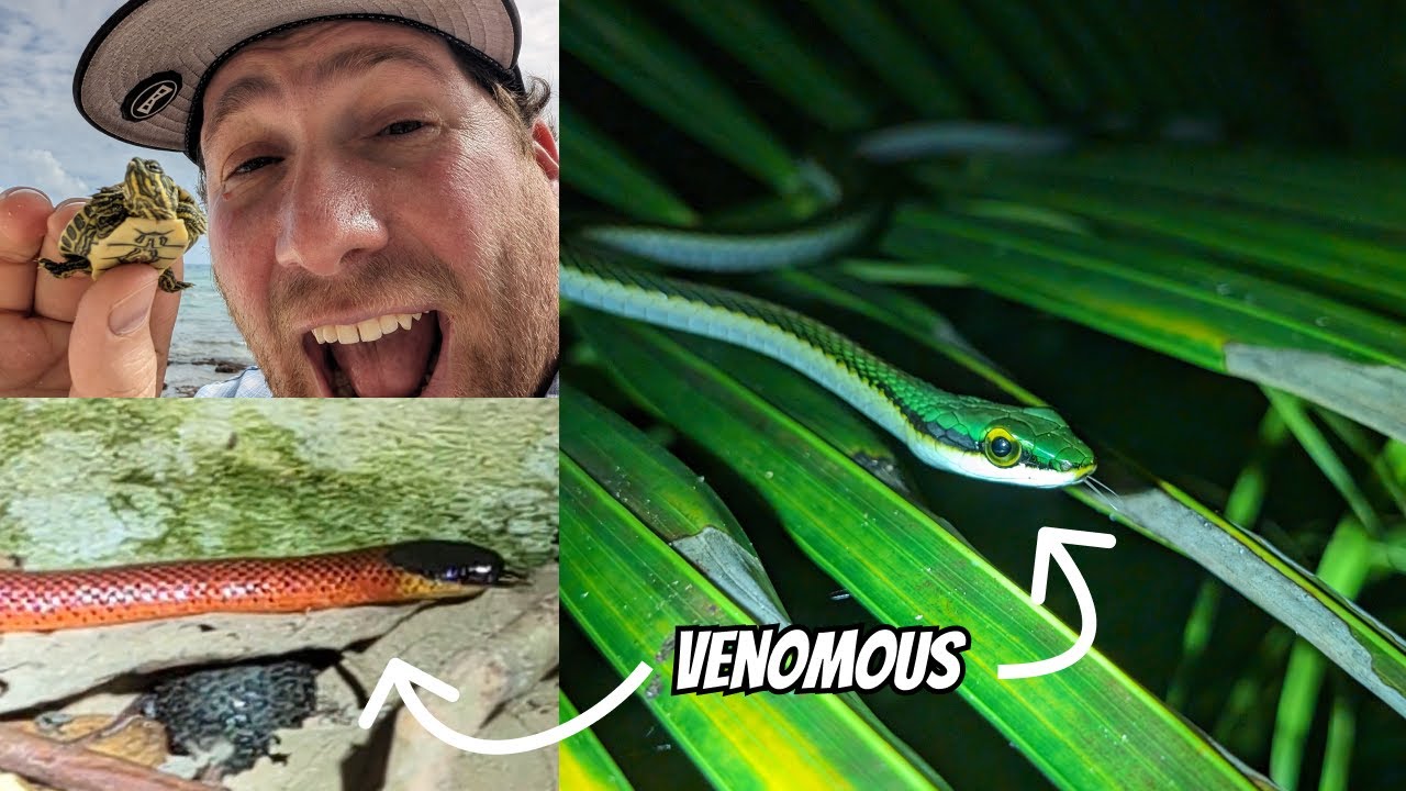 Snakes at the Eco Lodge Resort in Playa del Carmen | Field Herping Mexico