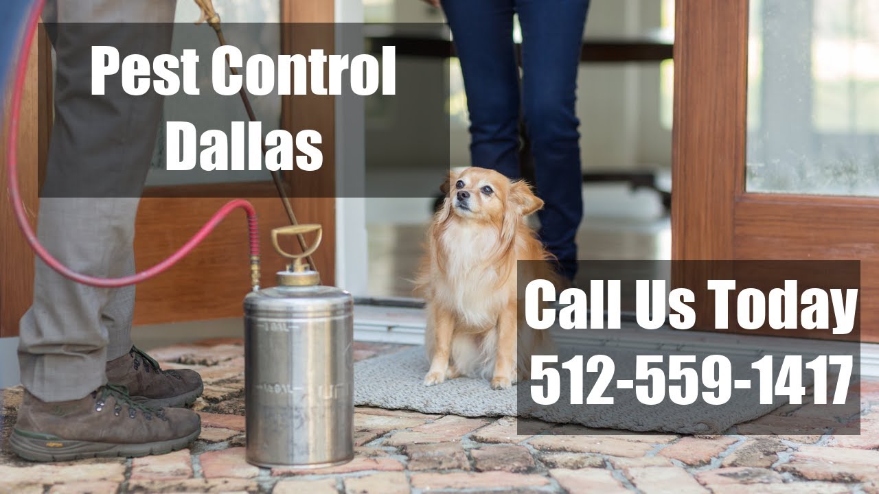 Pest Control  Dallas TX - Domestic Exterminators Emergency Termite Control & Bed Bug Control