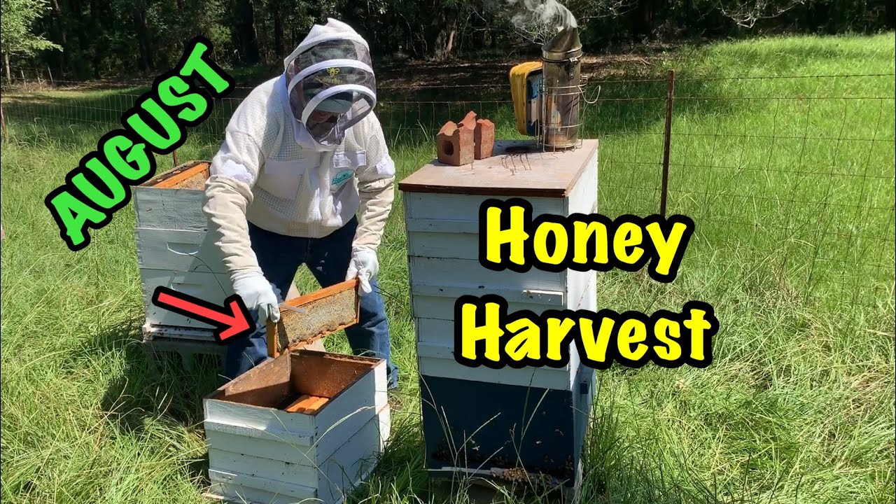 August Honey Harvest 2019 - Pulling HONEY Frames from the HIVE
