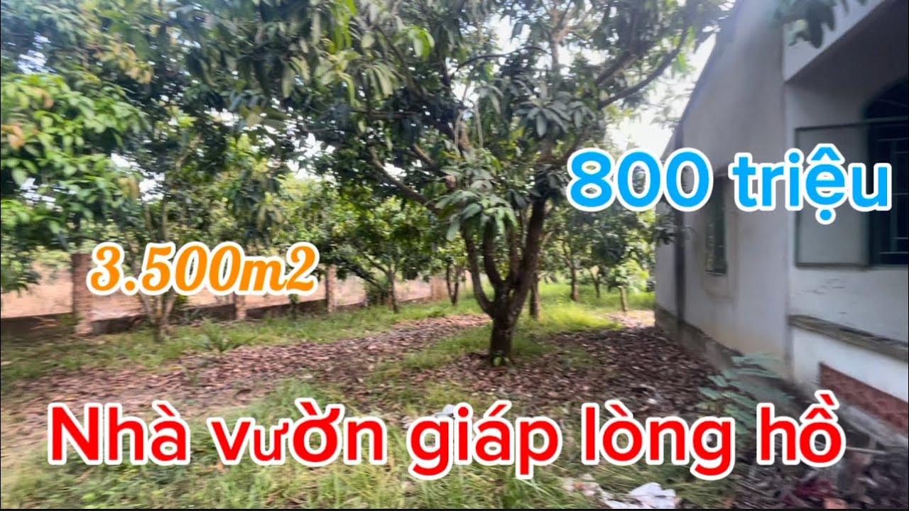 Cần bán nhà 🏠 vườn trái cây giáp lòng hồ trị an 