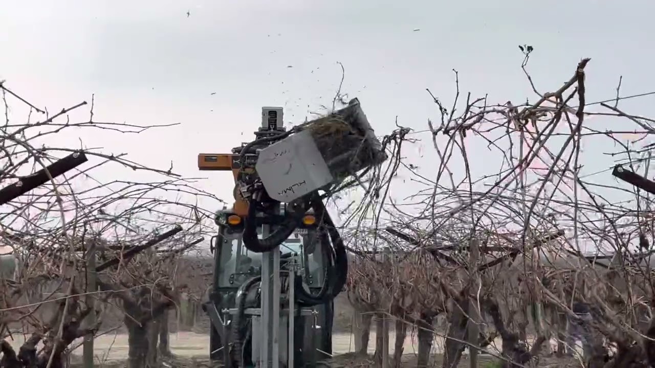 KLIMA Pruner in cane pruned table grape vineyard