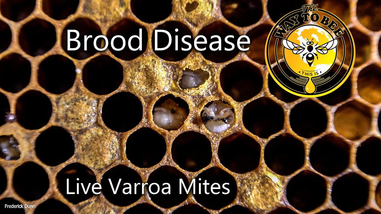 Hive Inspection, Brood Disease Testing, and Varroa Mites increasing, more than 17% mite count.