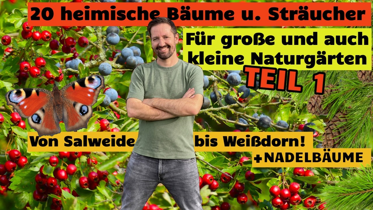 Die besten heimischen Bäume und Sträucher für den Naturgarten! Teil 1 von Salweide bis Weißdorn