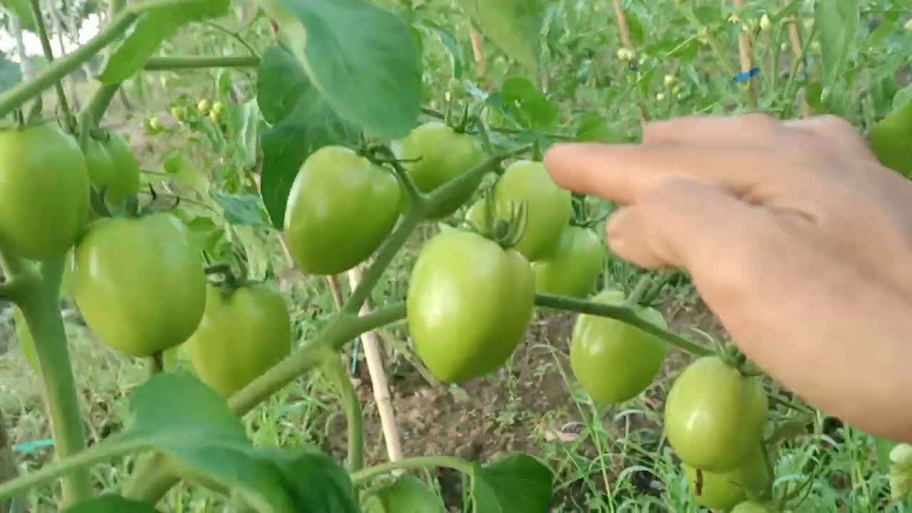 Cara Memupuk Tomat 49 hst Pembesaran buah part-14