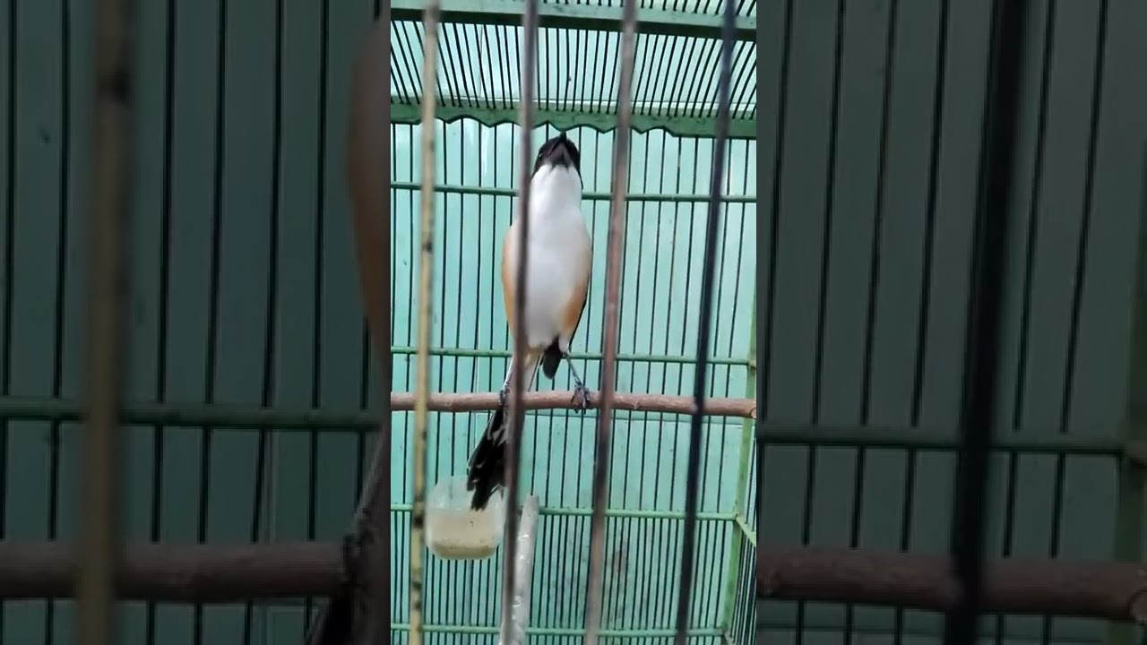 pentet/cendet isian full tengkek buto