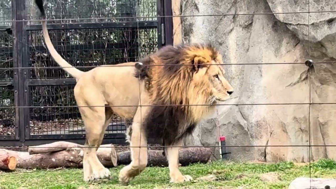 八木山動物公園   ライオン   サン   #音声そのまま