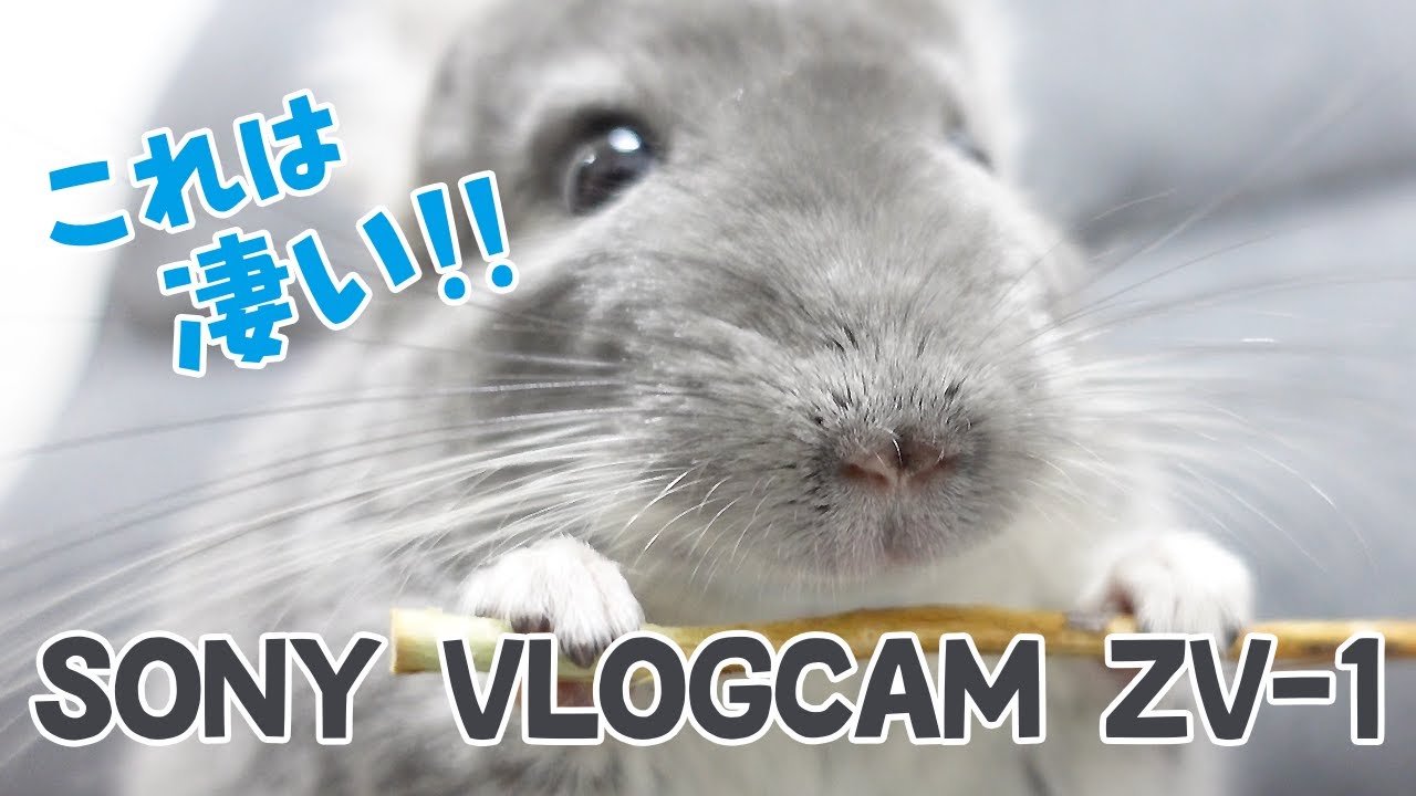 今話題のVlog専用カメラでチンチラとデグーを撮影したらクオリティが高すぎて感動！【SONY ZV-1 VLOGCAM】