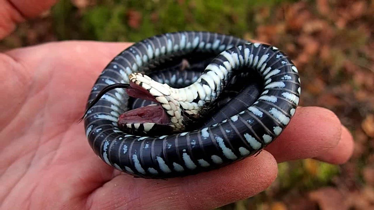 Grass Snake Plays Dead on a Cold Day || ViralHog