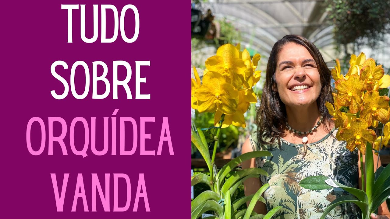 ORQUÍDEAS: Orquídea Vanda: Como cuidar, como fazer florir, onde colocar. Pode cortar as raízes?