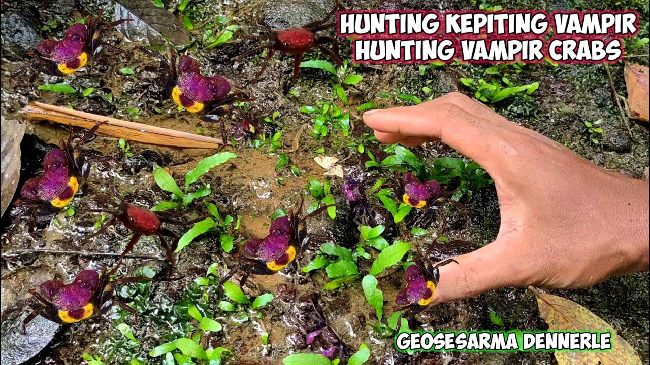 HUNTING VAMPIR CRABS || BERBURU KEPITING HIAS DI HUTAN PINGGIR SUNGAI