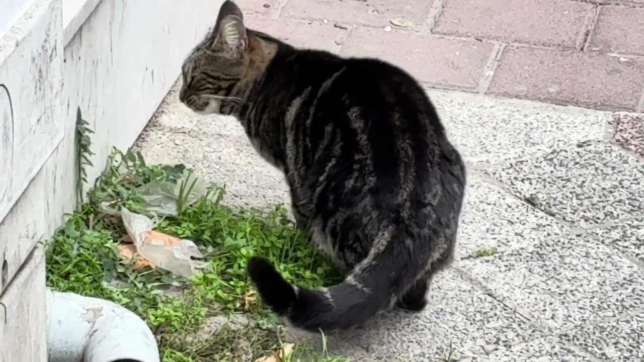 2 cats in daily life. For more cat videos, please subscribe and like. 