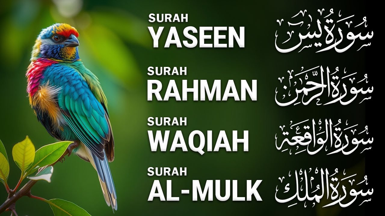 Beautiful Surah Yaseen (Yasin) | Surah Rahman | Surah Waqiah | Surah Mulk - By - Alaa Aqel