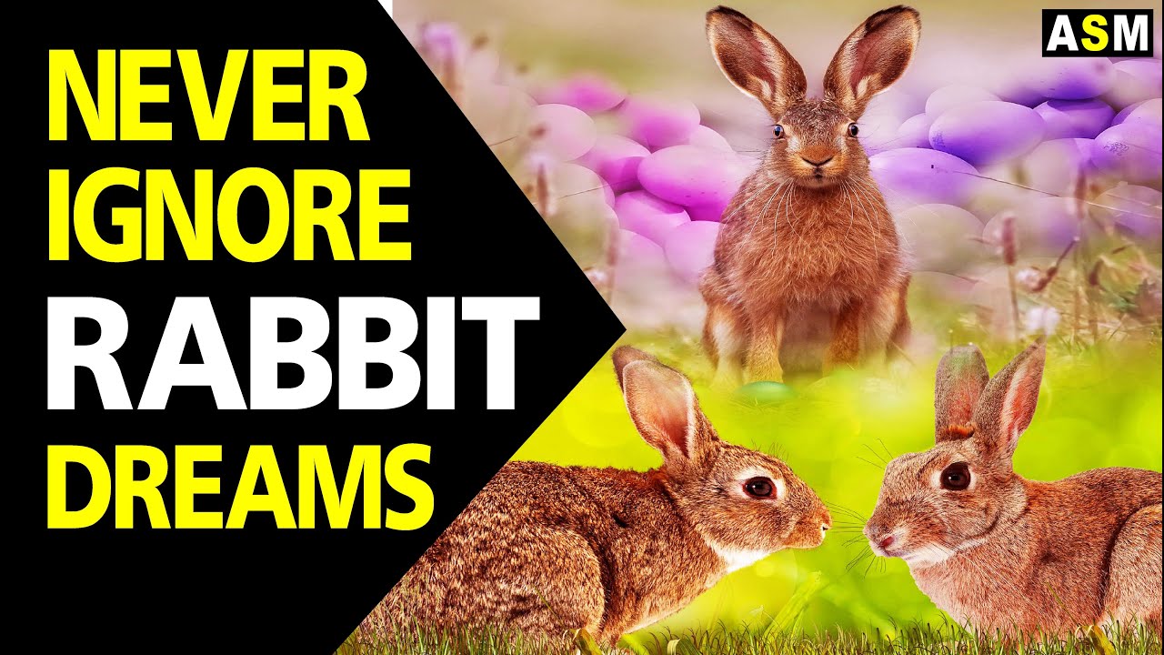 What does Rabbit dream meaning | Dreaming of Rabbit mean | Rabbit dream interpretation