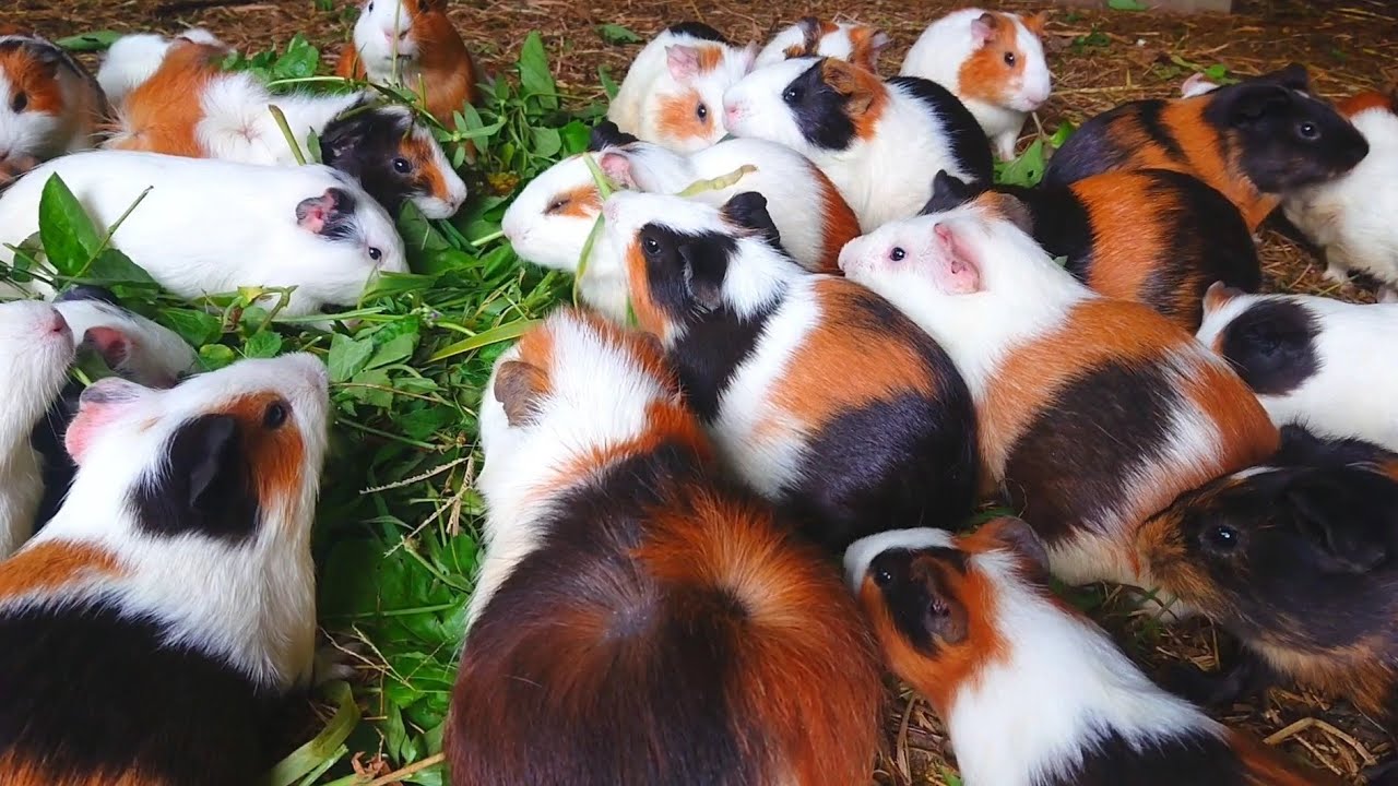 Cute guinea pig family eating, guinea pig eating asmr, asmr cute animals eating, guinea pig videos 