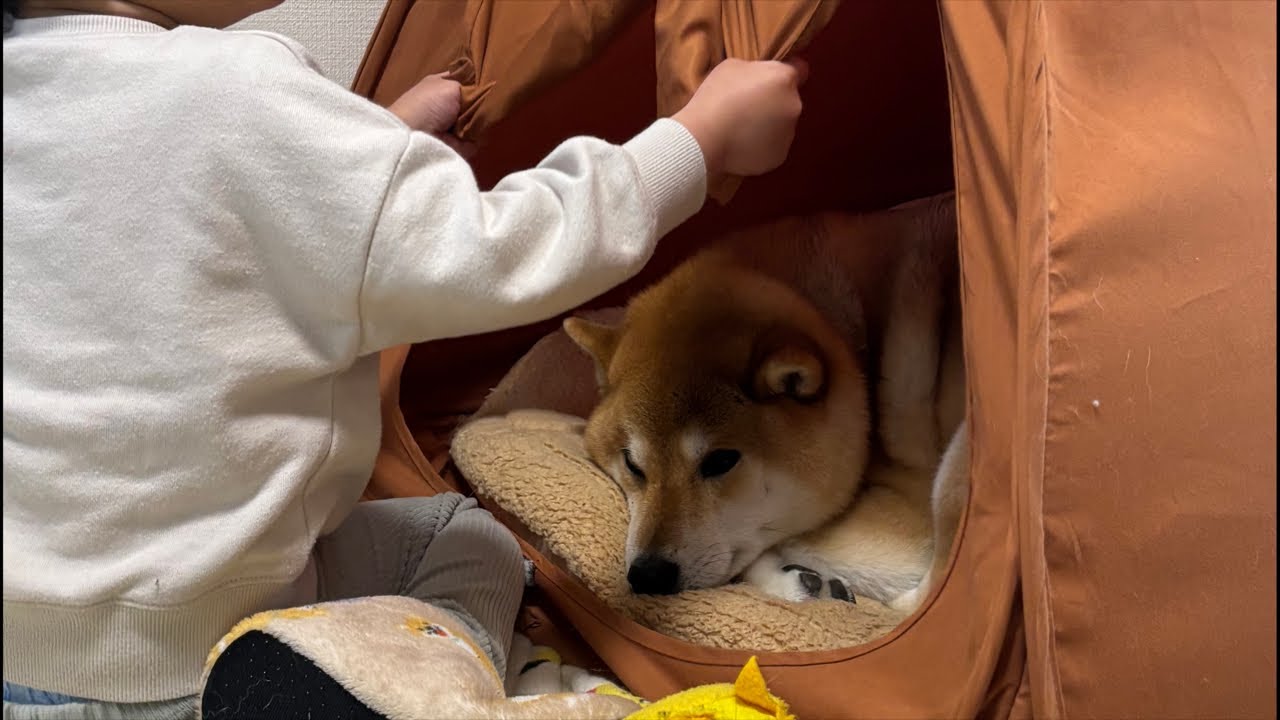 【LIVEアーカイブ】(後半)でか柴犬よもぎ🐕💨 今日も冷え込む夜の散歩