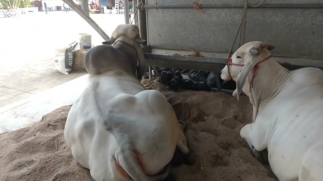 Ganado Brahman... Expo ganadera feria Chiapas 2024