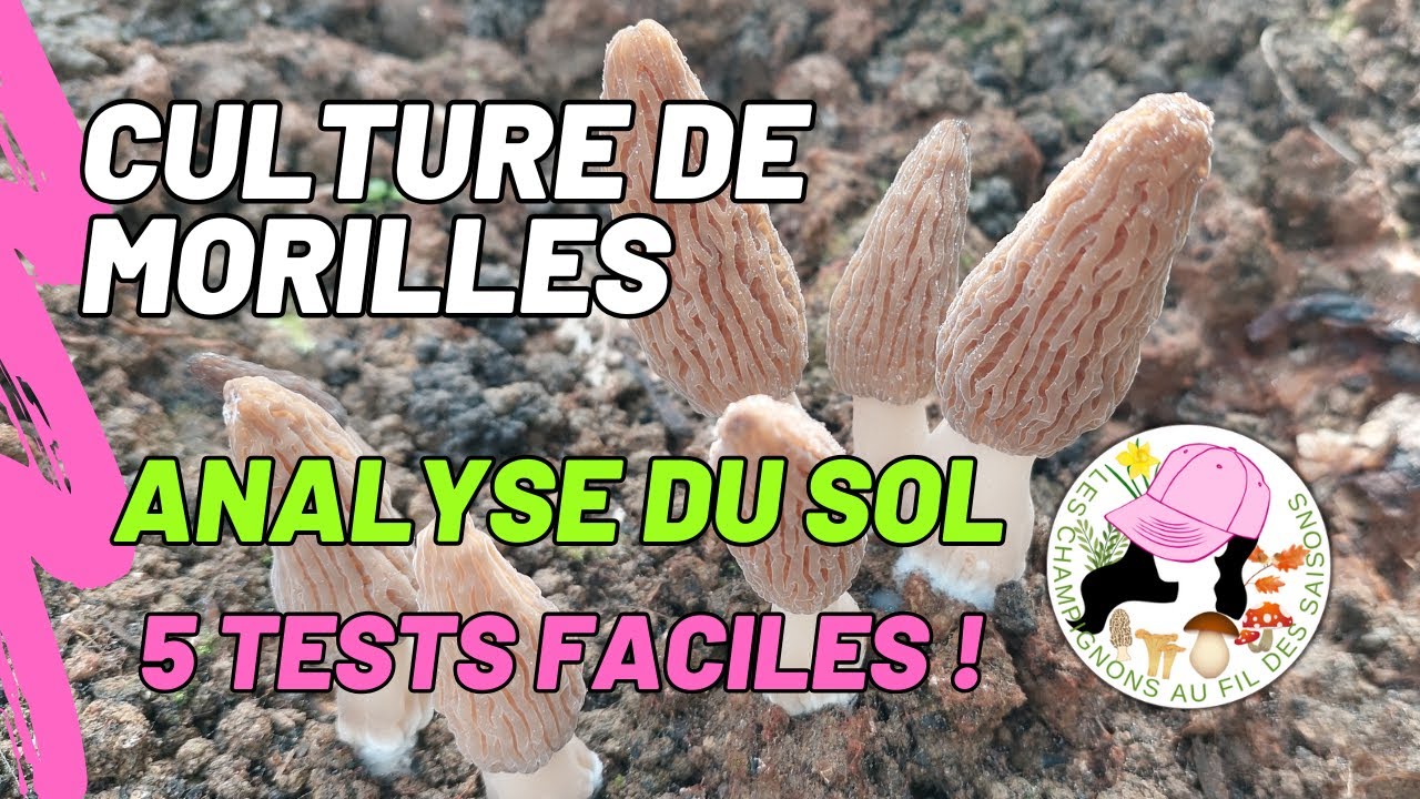 Culture de morilles chez soi : Comment analyser le sol de son jardin - 5 tests faciles ! 2025 - 2026