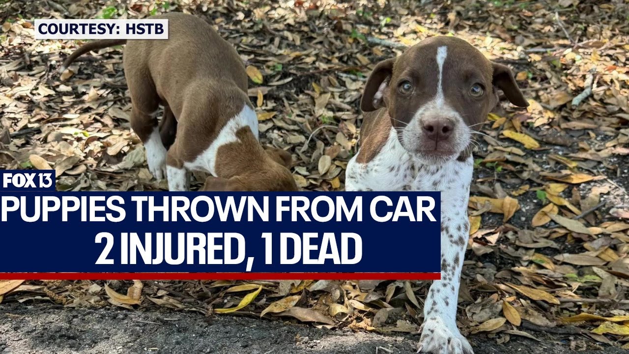Dave Bautista increases reward to find suspect who threw 3 puppies from car