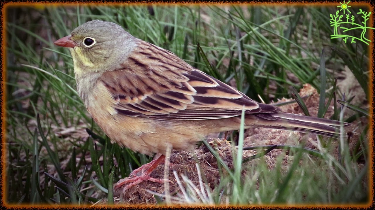 Голоса птиц Как поет Овсянка садовая (Emberiza hortulana)