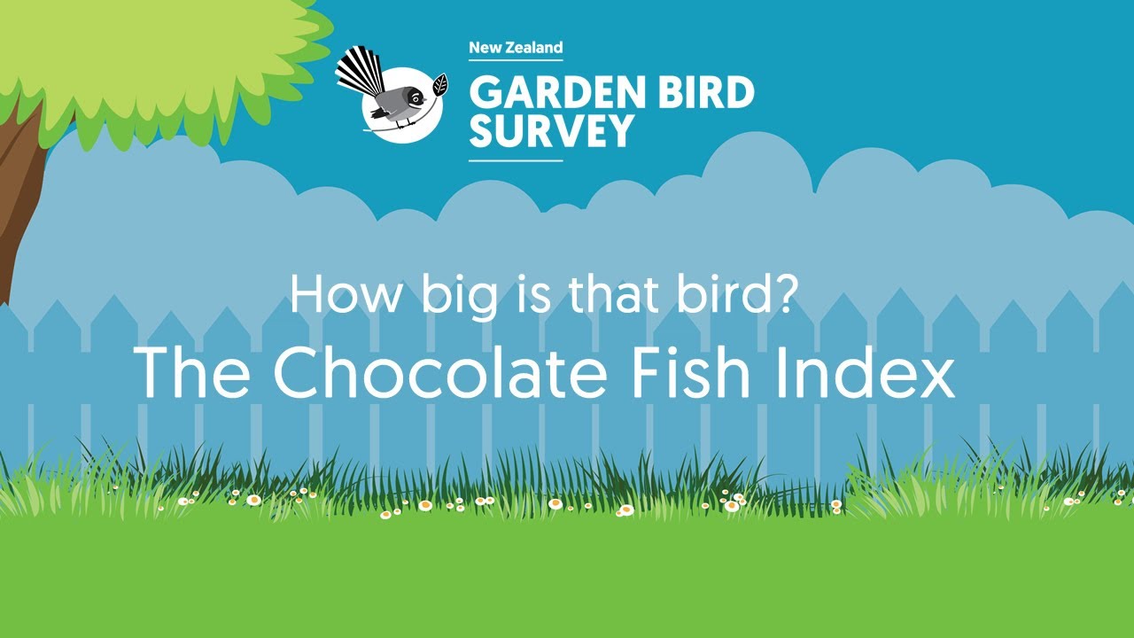 How big is that bird? The Chocolate Fish Index
