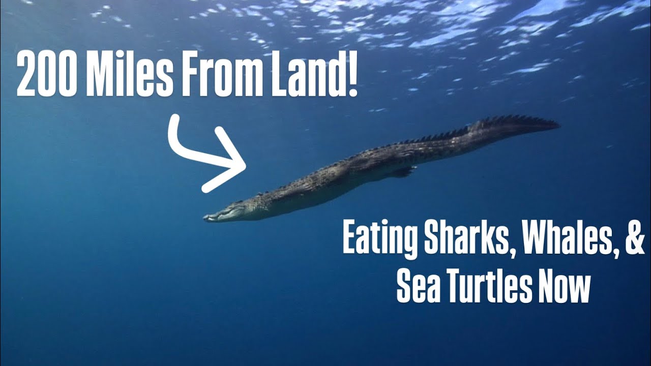 Crocodiles at Sea: Is This The New Normal?!?