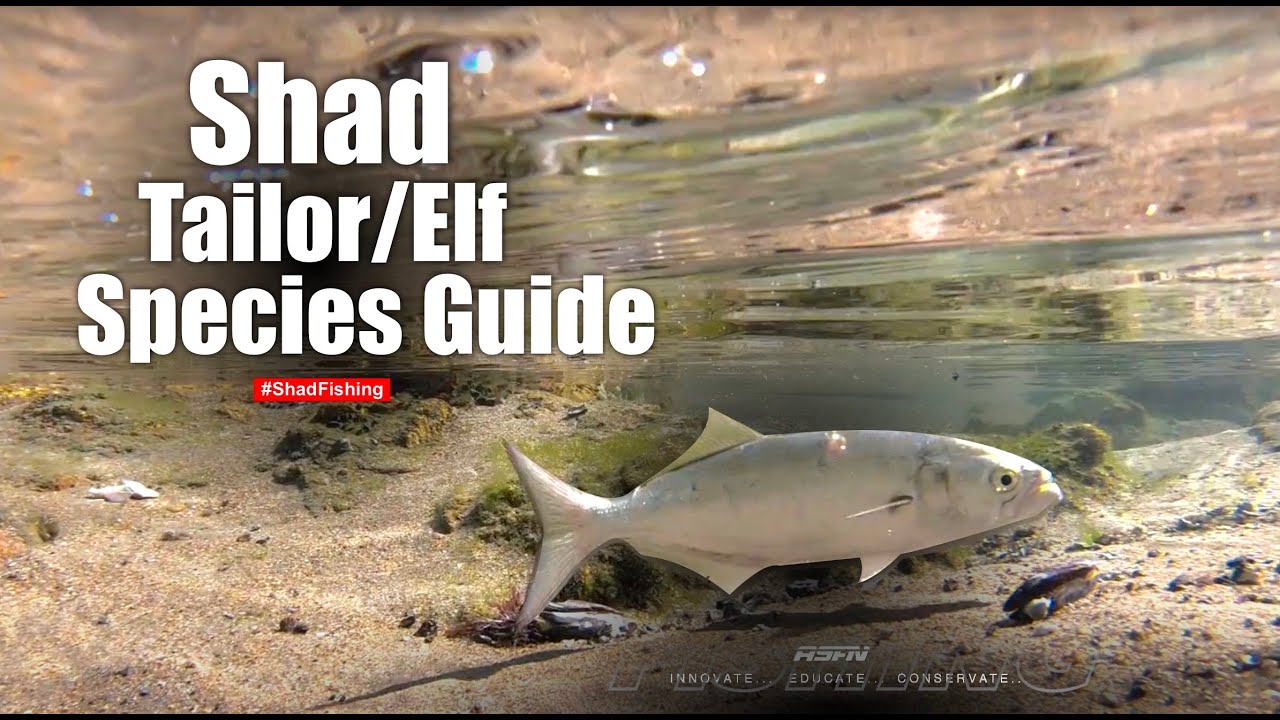 The Surf Beast: SHAD/Bluefish | ASFN Specie