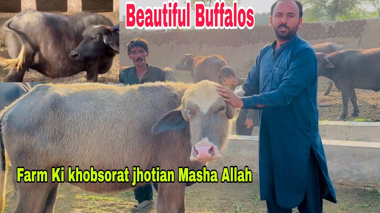 Farm pa kitni jhotyan bachay dani wali hen || Neeli Bar Ki khobsorat jhotyan || 