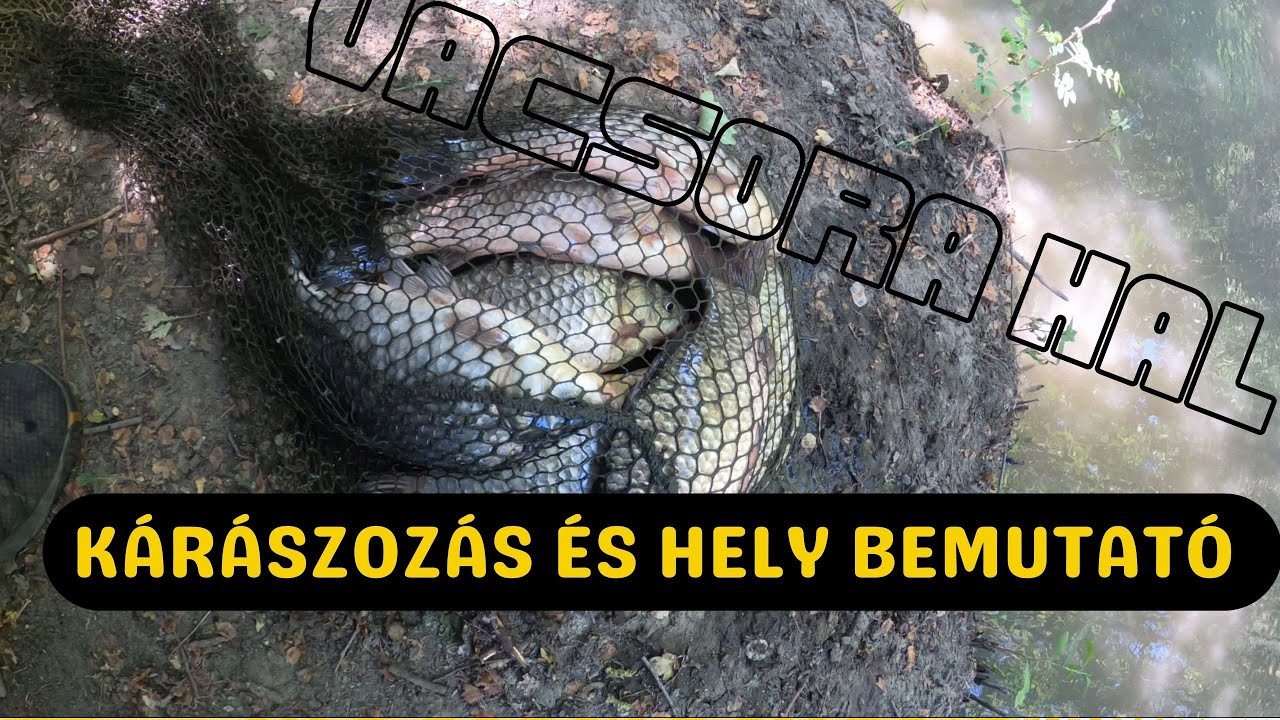 Kárászok és minden más. 🐟🐟😁