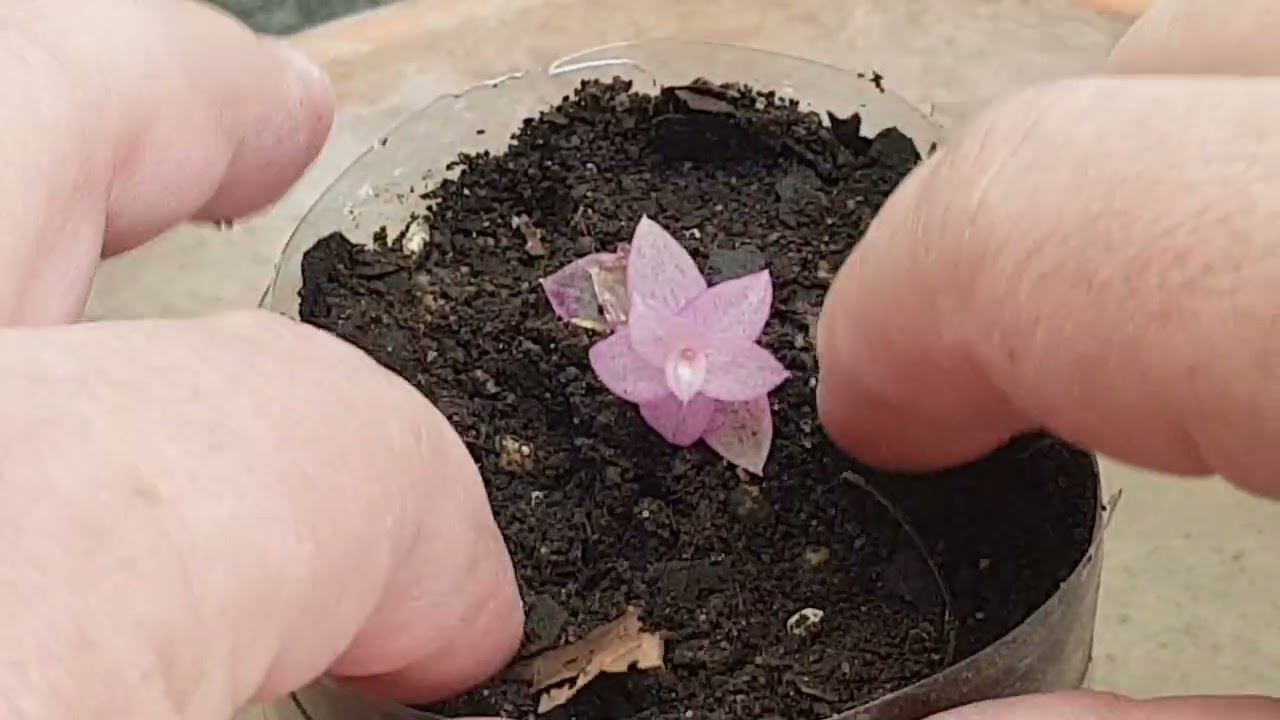 Callisia Repens pink lady Reproducción, Reproduction  THIS VIDEO HAS SUBTITLES