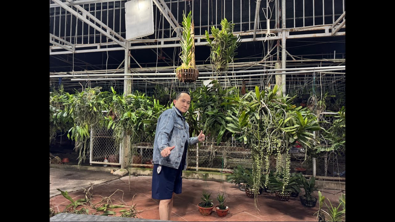 17/3 NHẠN T4-8, ĐAI CHÂU, TAM BẢO SẮC, KOKI 0906110068