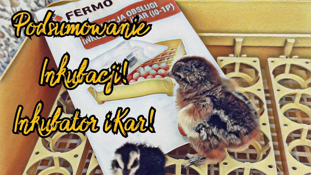 #5 Inkubator iKar! | Podsumowanie Inkubacji! 🐣🐥| Czyszczenie Inkubatora! 💦