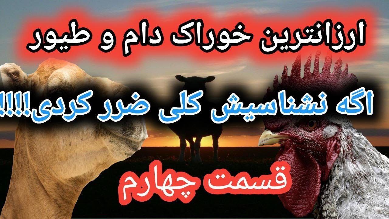خوراک ارزان دام و طیور , جایگزین ذرت و گندم ,  پودر خرما , پودر هسته خرما