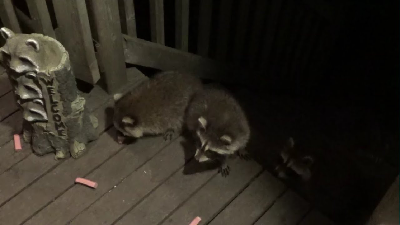 Raccoon Babies Have Arrived